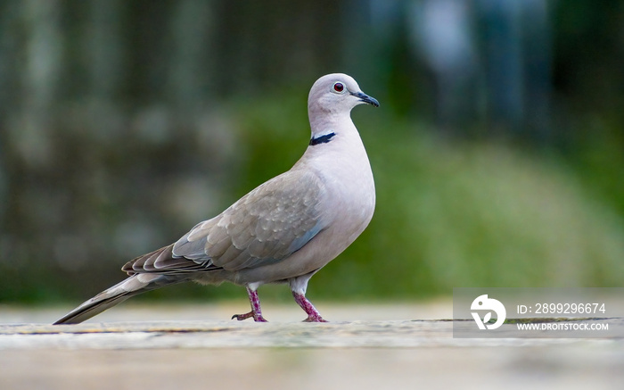 Eurasian Collared-Dove (Streptopelia decaocto) Blue flashes of feathers decorate this beautiful bird.