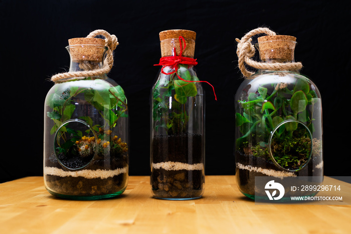 Three jar of forest with ivy on wooden table and black background. Studio shoot