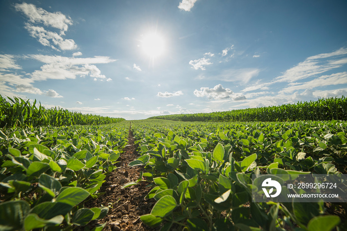 Soybean field ripening at spring season, agricultural landscape