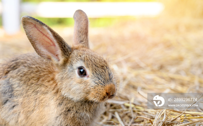 Cute brown rabbit bunny domestic pet on straw. Rabbit farm.