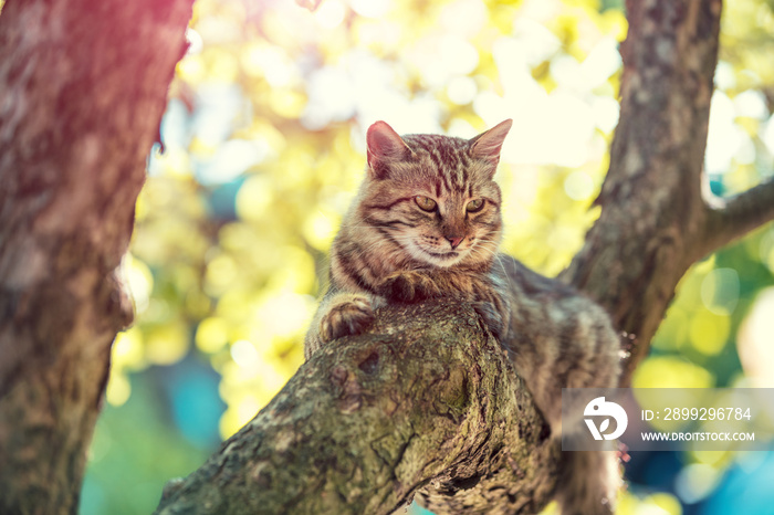 Cute cat sitting in a branch of a tree in a garden