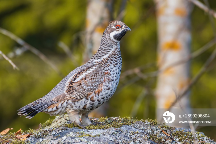 Hazel grouse on a rock