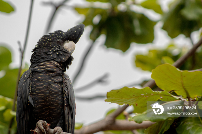 wild red tail black cockatoo