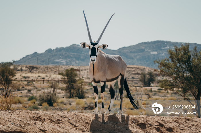 Frontal-Portrait eines stehenden Oryx in einem Gehege in der Nähe von Aus, Namibia