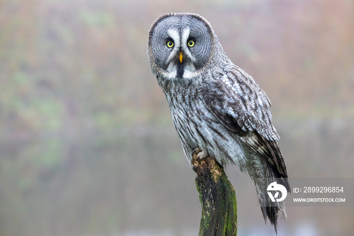 closeup of Great gray owl (Strix nebulosa) in wild