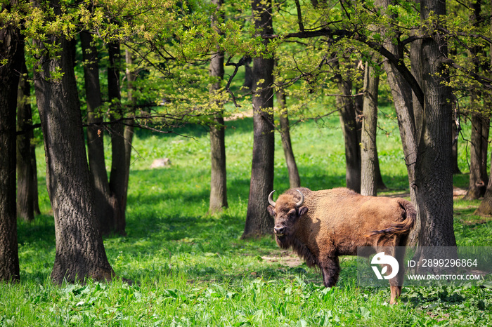 Endangered wild European bison in its natural habitat