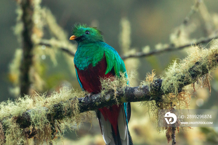 close up of a quetzal sitting on a branch in cloud forests of costa rica