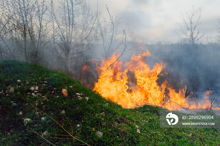 wildfire, forest fire, burning forest, field fire,