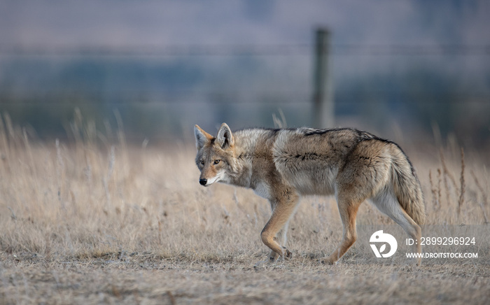 Coyote walking on a road