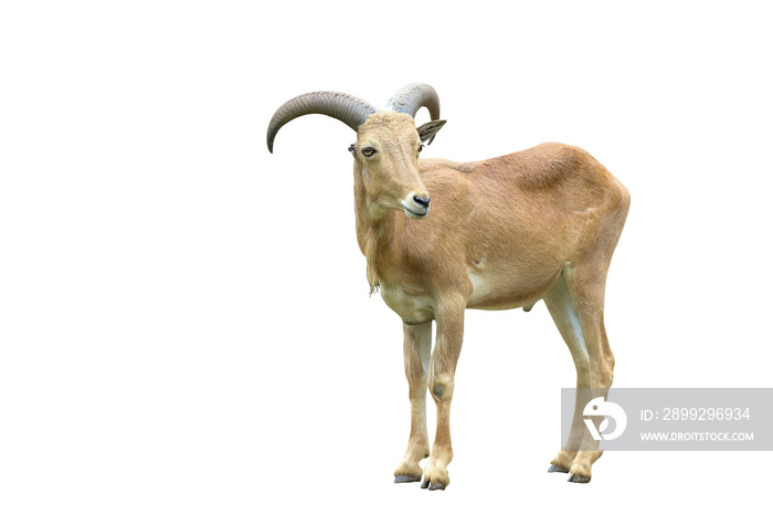 Barbary sheep isolated on transparent background.