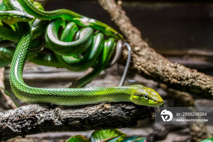 Grüne Mamba auf einem Ast im Hintergrund weitere Schlangen