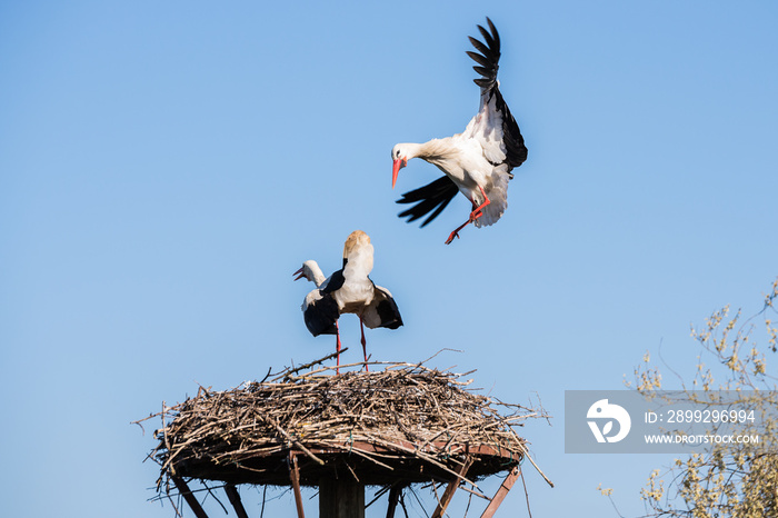 Stork lands on the nest, Salburua park, Alava (Spain)