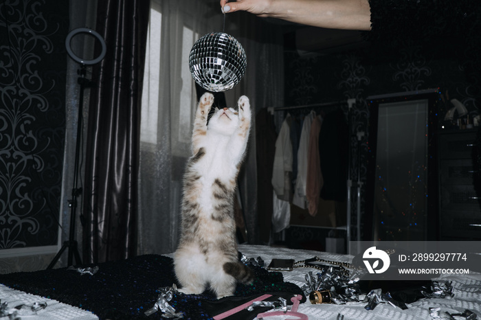 Nightlife, New Year Eve party. Beautiful woman in shiny evening dress is going to New Year’s Eve party. Young beautiful girl playing with the kitten mirror ball at home