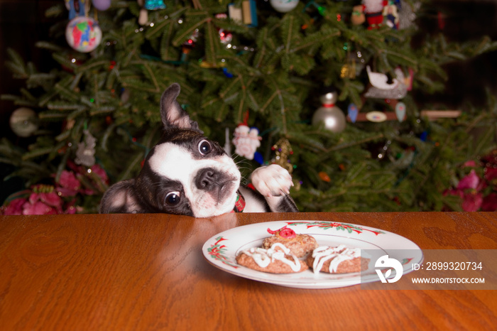 Poopsie圣诞节伸手去拿饼干