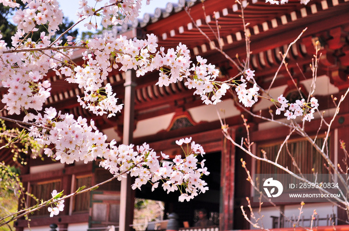 世界遺産京都醍醐寺の桜