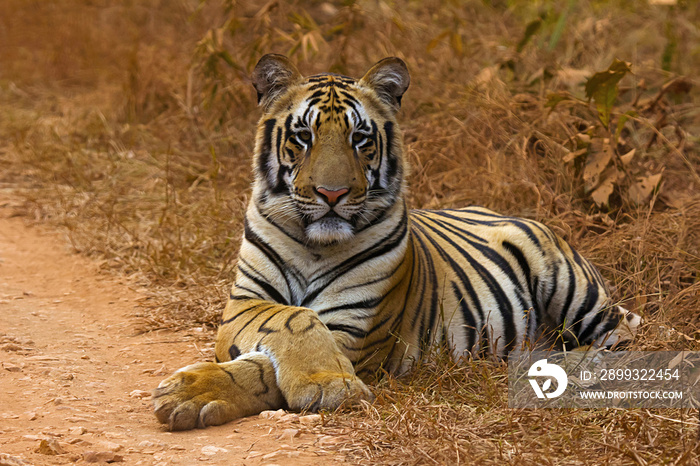 Tiger Panthera tigris tigris-Jaichand，Umred Karhandla野生动物保护区，马哈拉施特拉邦，印度