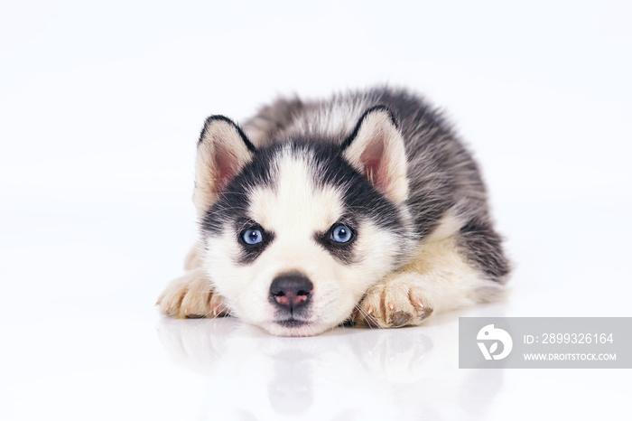 Adorable black and white Siberian Husky puppy with blue eyes lying down indoors on a white backgroun