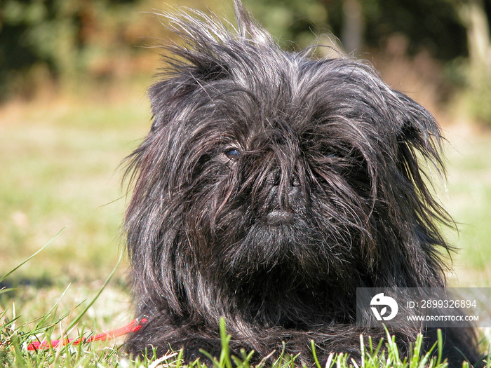 Affenpinscher