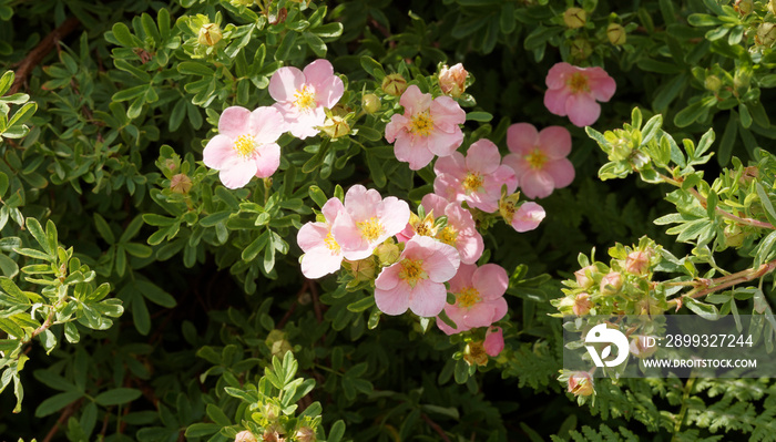 Potentilla ou Dasiphora fruticosa  |  Buisson de potentille arbustive aux fleurs rose