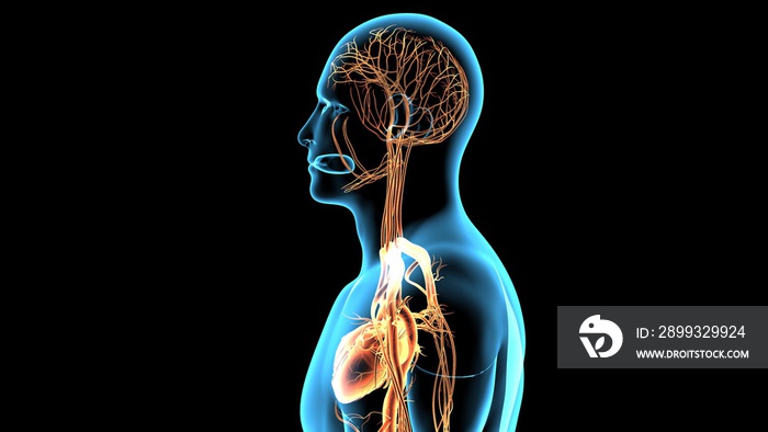具有心脏和血管系统的人体形状的三维渲染解剖图
