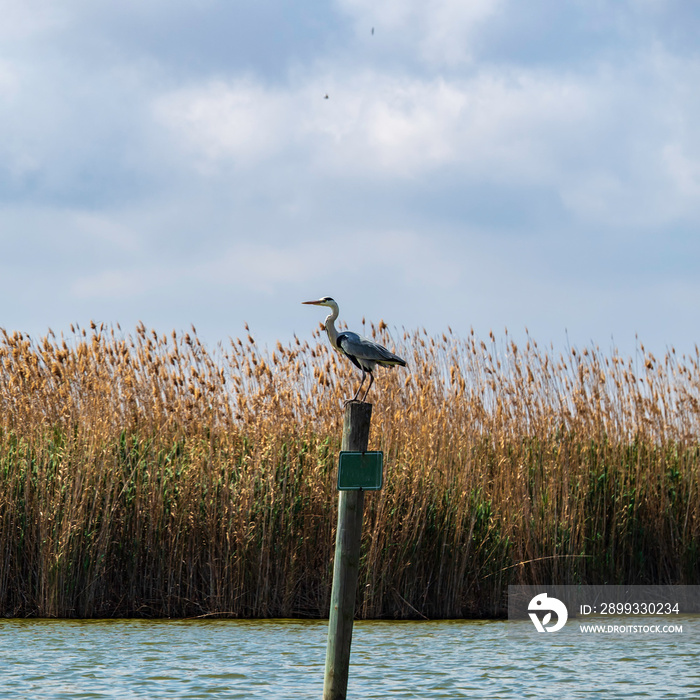 Una garza real posada en un poste de madera en el Parque Natural de la Albufera de Valencia