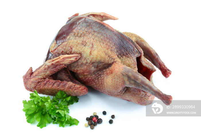 raw pigeon on a white background