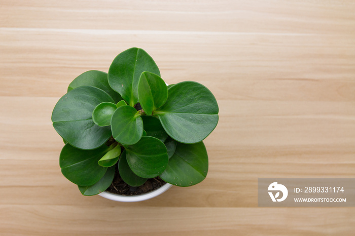 Potted plants on wooden desk