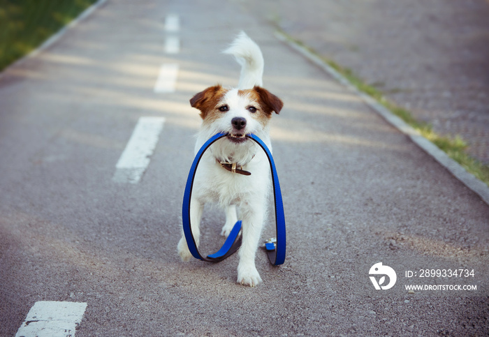 Off leash dog park. Happy morning puppy walk concept