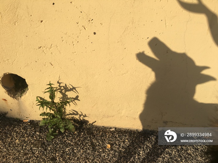 shadow of a dog on the wall, shadow like a wolf