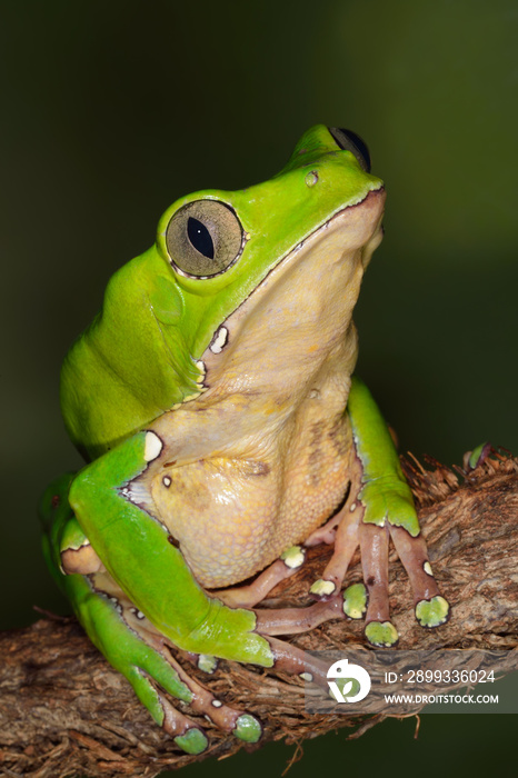 栖息的巨型猴蛙（双色Phyllomedusa bicolor）的特写