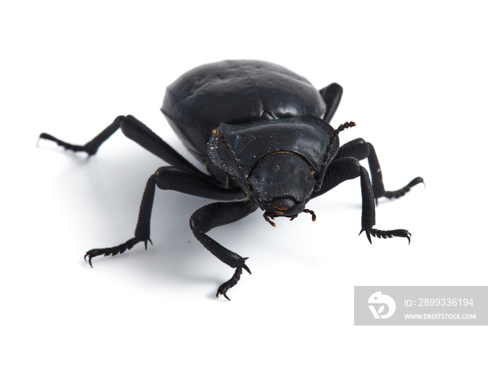 黑色甲虫。平坦莫里卡。