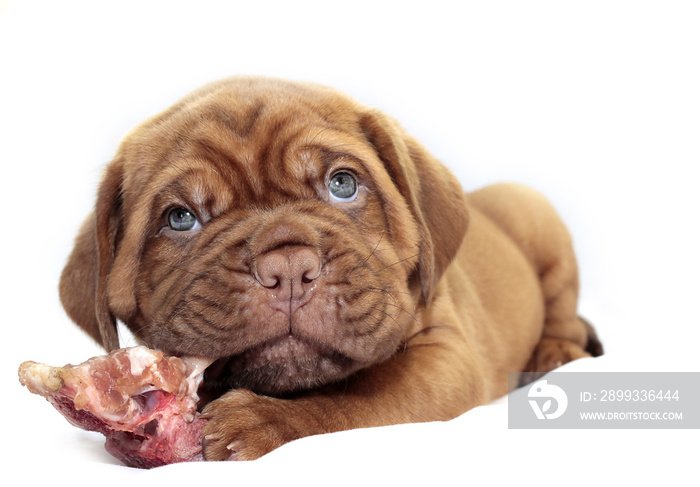 Dogue de Bordeaux - Small puppy
