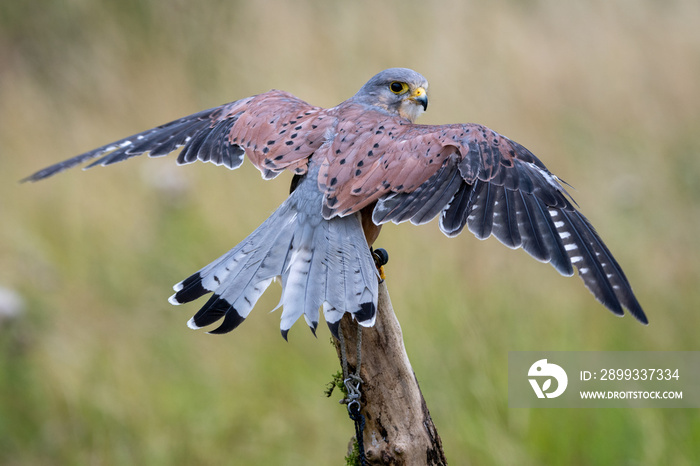 Close up view of a a kestrel (Falco tinnunculus) on a perch