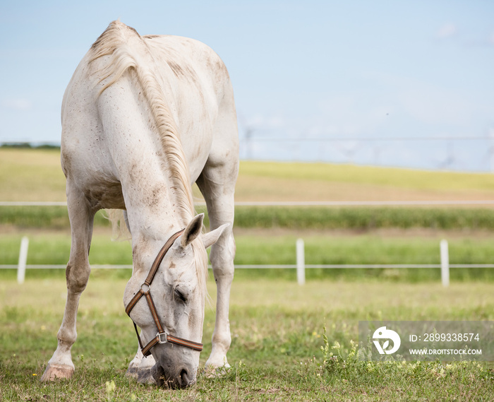 white horse eating grass