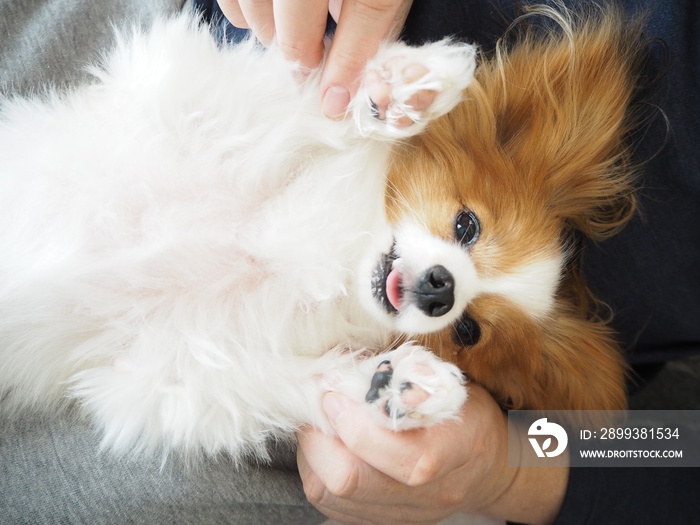 手を上げている犬、万歳、可愛い