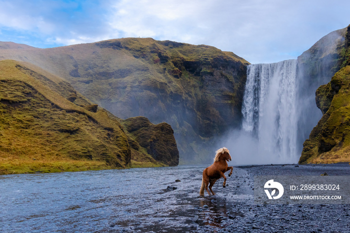 Skógafoss Wasserfall mit einem Islandpferd in Island, ein magisches Naturwunder