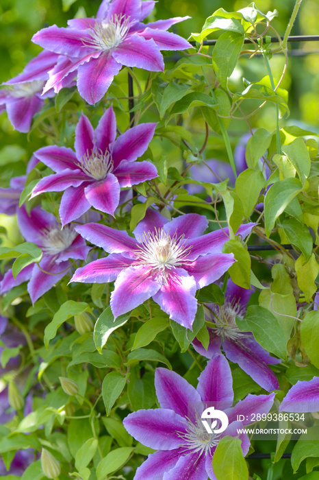 クレマチス　花壇　植物園