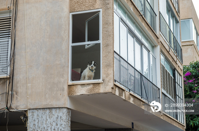 dog in apartment house in Tel Aviv city, Israel