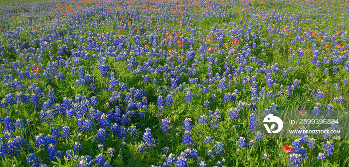 Bluebonnet Flowers