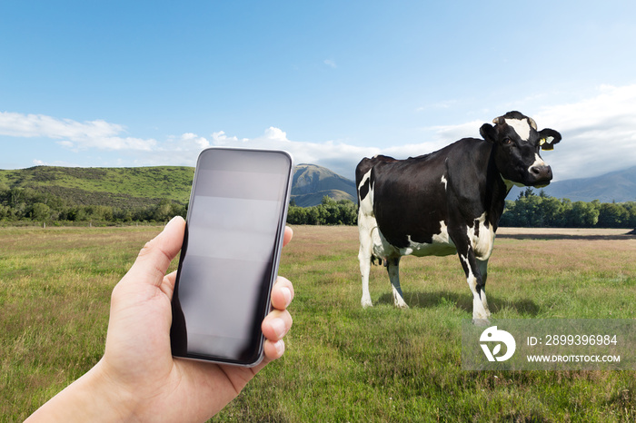 mobile phone with cow on pasture