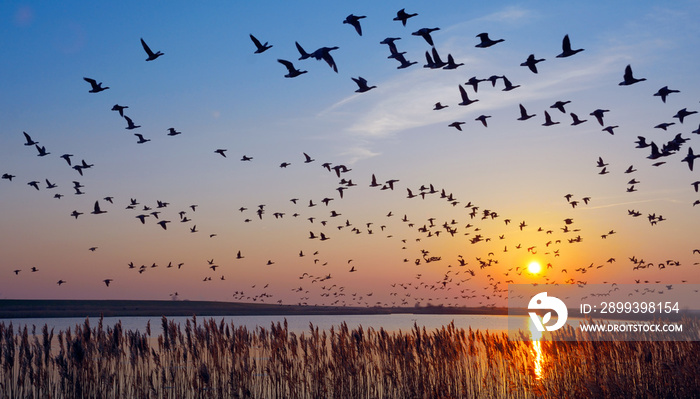 überwinternde Nonnengänse in Ostfriesland,Nordsee,Deutschland