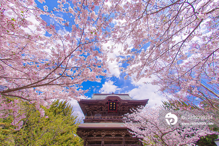 建長寺と満開の桜（鎌倉市）