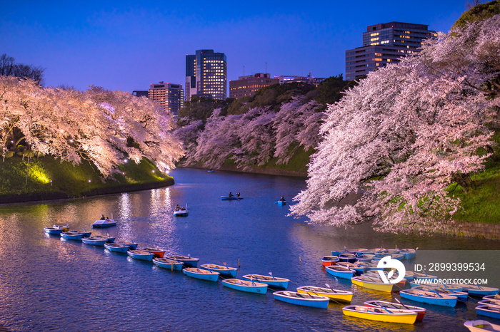 千鳥ヶ淵の夜桜