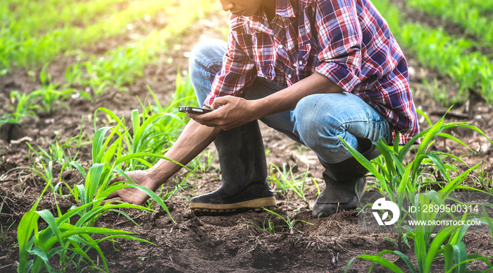 Young male farmer sitting in the corn field and using mobie phone. modern application of technologies in agricultural activities.