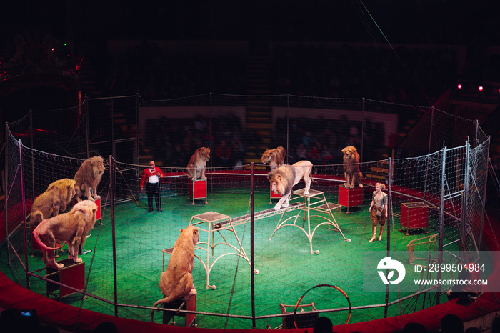 Lion in circus cage.