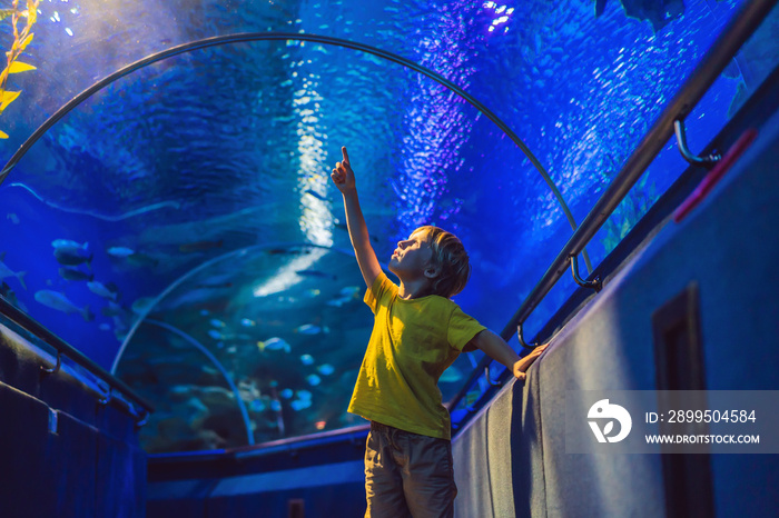 aquarium and boy, visit in oceanarium, underwater tunnel and kid, wildlife underwater indoor, nature aquatic, fish, tortoise