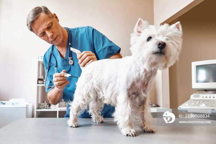 It will take a few minutes...Middle aged male vet in working wear is measuring body temperature of cute small dog at veterinary clinic