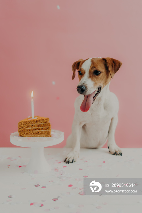 Home shot of jack russel terrier looks with appetite at sweet tasty birthday cake, celebrates one year, enjoys party, isolated on pink background with confetti on table. Treats for favorite pet