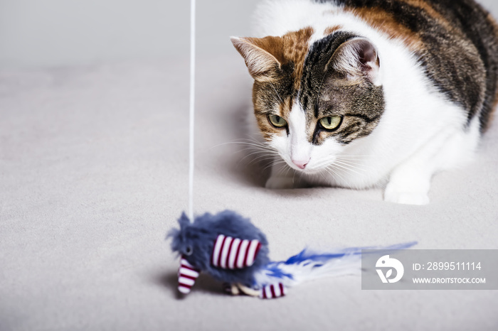 Cute cat playing with a feathered toy