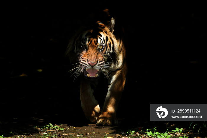 tiger in the sun